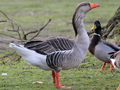 Greylag Goose x domestic Swan Goose hybrid